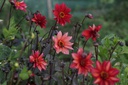 Dahlia Waltzing Mathilda - BIO