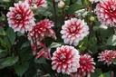 Dahlia Larrys Love - BIO