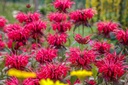 Monarda Fireball - BIO