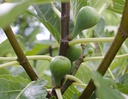 Ficus Gustissimo - BIO-1