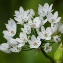 Allium Cowanii - BIO