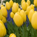 Tulipa Big Smile - BIO