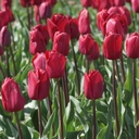 Tulipa Strong Love - BIO