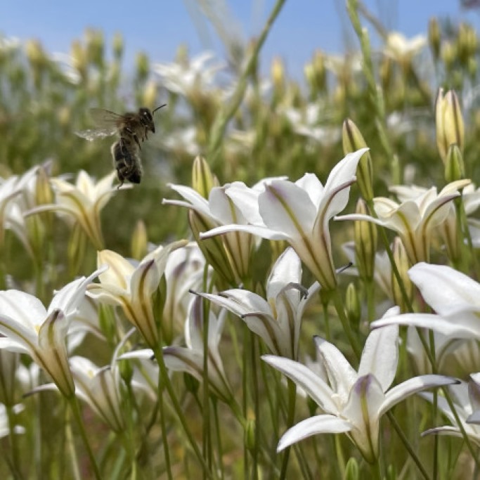 Triteleia Silver Queen - BIO