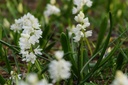 Puschkinia Libanotica Alba - BIO