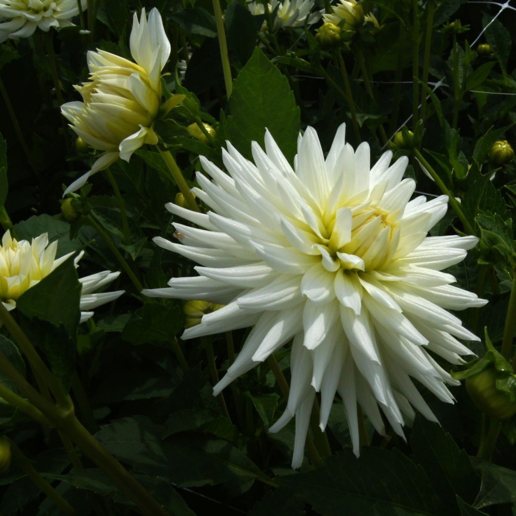 Dahlia My Love - BIO