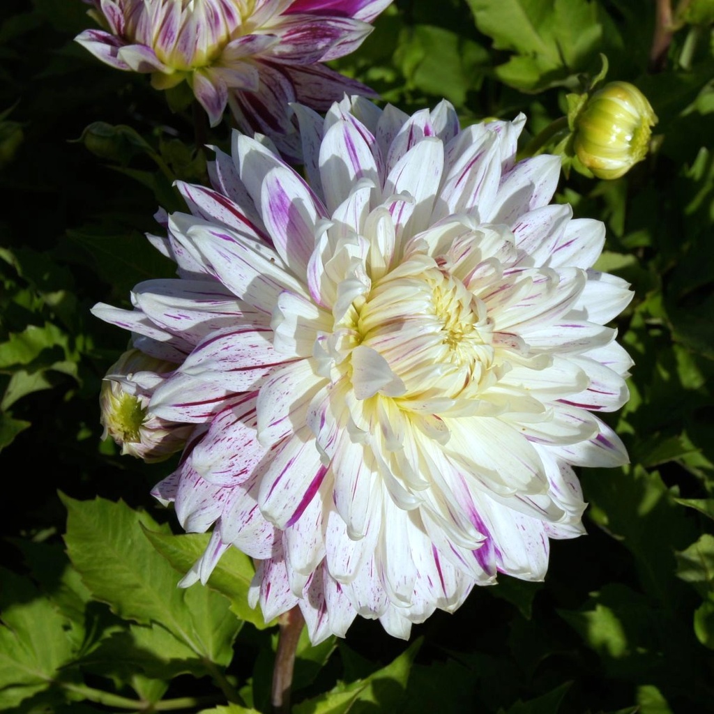 Dahlia-Avignon-DSC08981-1x1.JPG