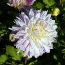 Dahlia-Avignon-DSC08981-1x1.JPG