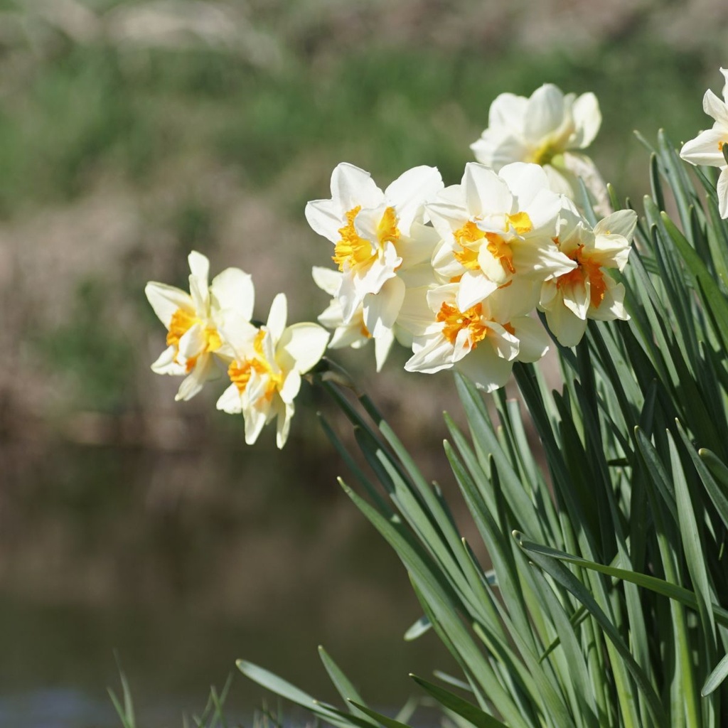 Narcis Replete - BIO