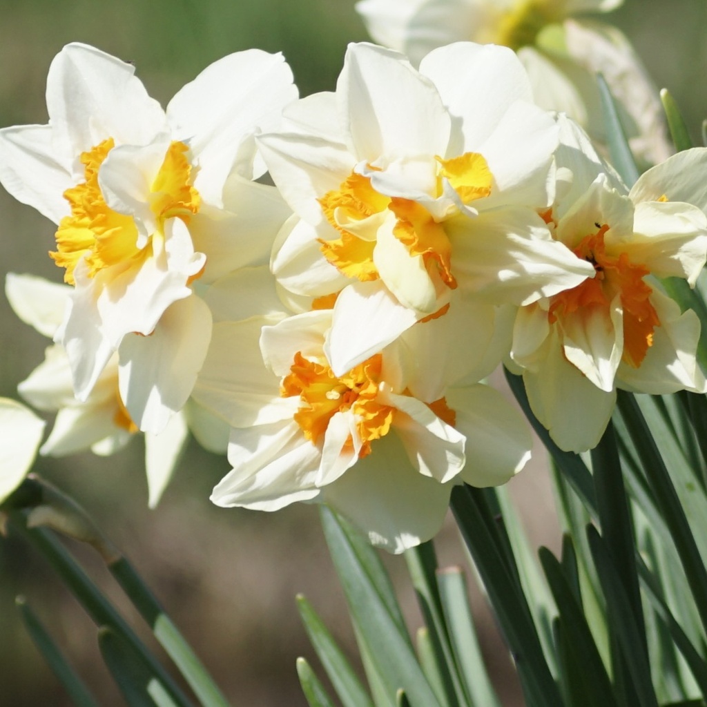 Narcis Replete - BIO