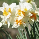 Narcis Replete - BIO