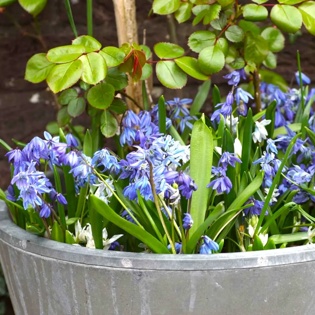Scilla-siberica-DSC04840.webp
