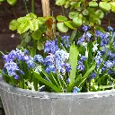 Scilla-siberica-DSC04840.webp