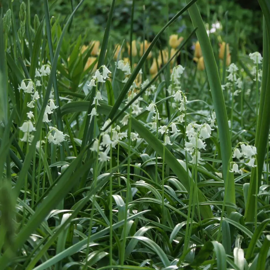 Hyacinthoides-alba-DSC09928.webp