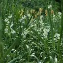 Hyacinthoides-alba-DSC09928.webp