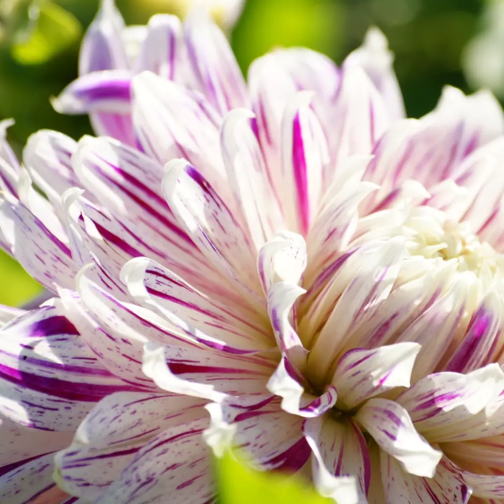 Dahlia-Avignon-DSC05341 1x1.webp