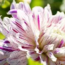 Dahlia-Avignon-DSC05341 1x1.webp
