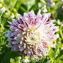 Dahlia-Avignon-DSC05339.webp