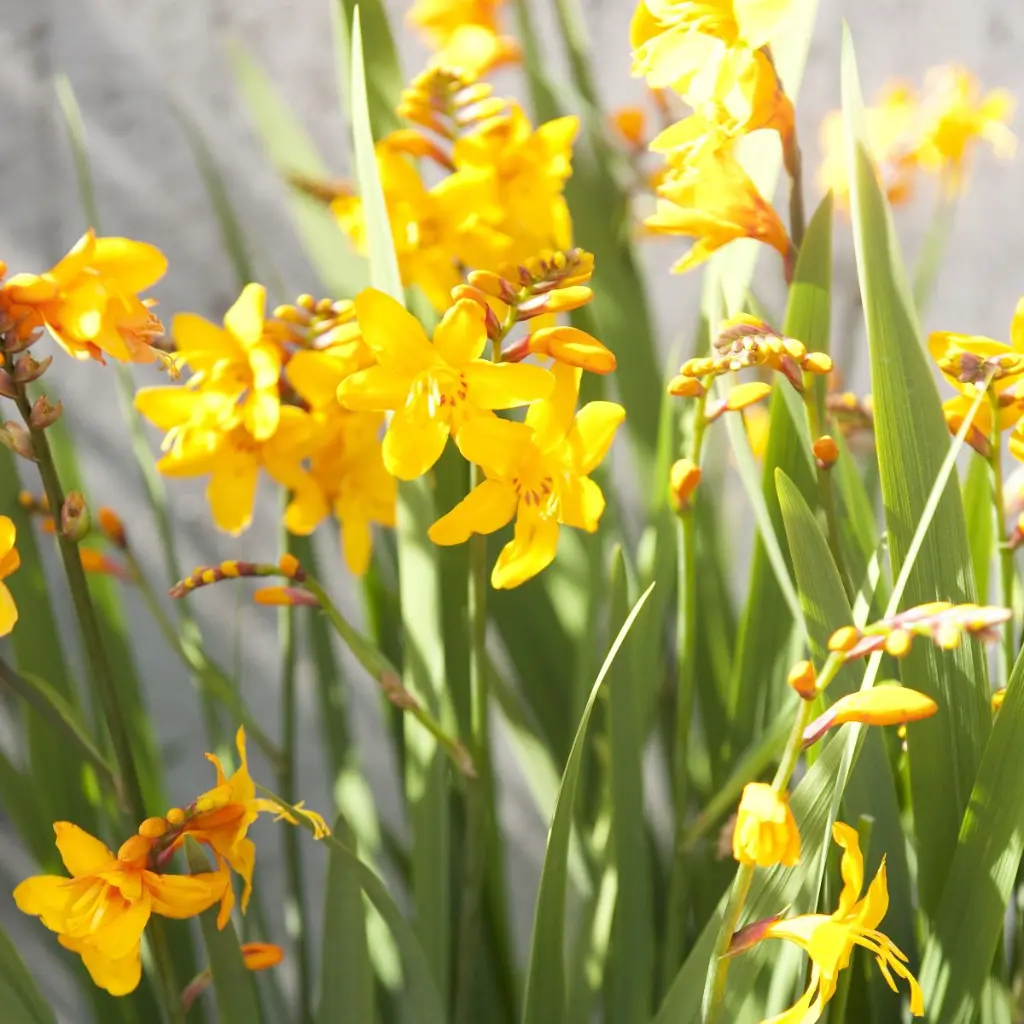 Crocosmia-Yellow (ibulb 218878).webp