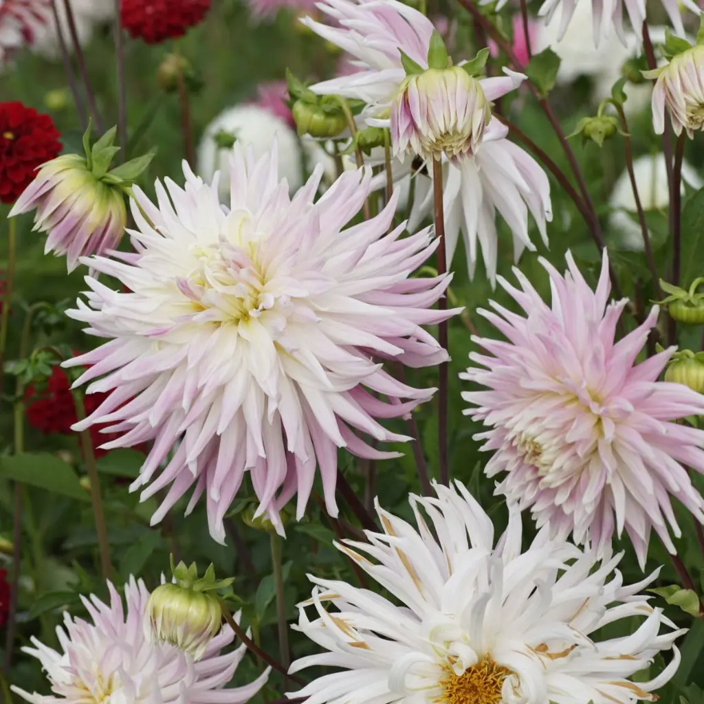 Dahlia-Kiev DSC05473.webp