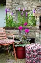 249211-Dahlia-Liatris-Mixed (lr).webp