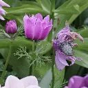 anemone-de-caen DSC04996.webp