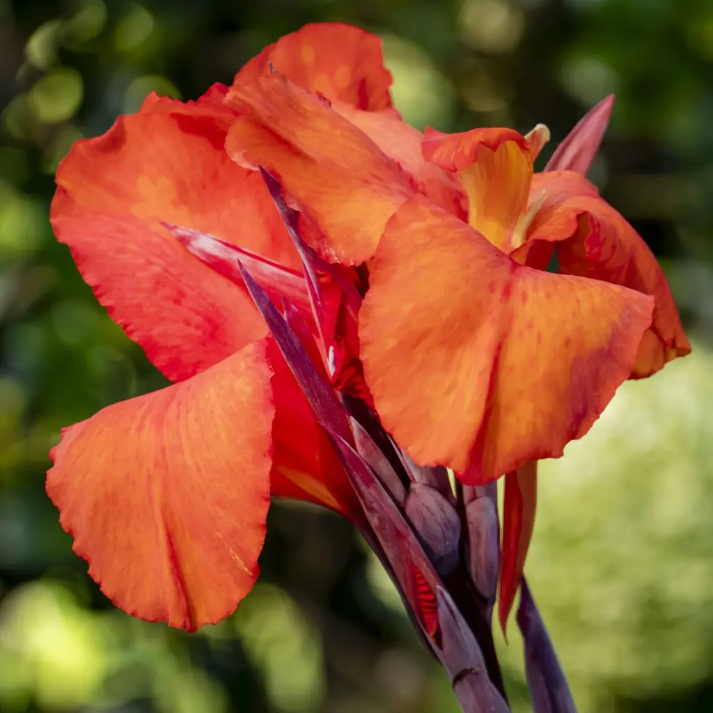Canna-oranje (ibulb 250500) (1200px).webp