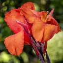 Canna-oranje (ibulb 250500) (1200px).webp