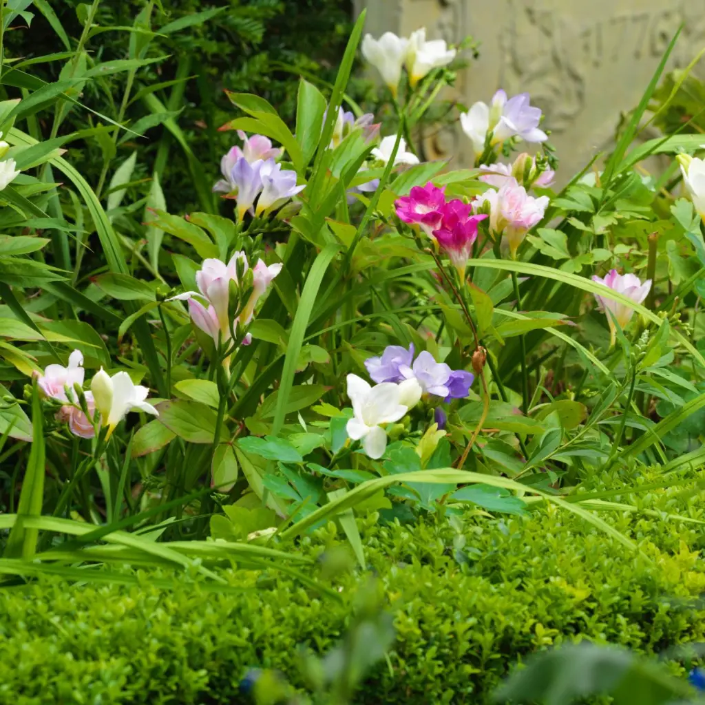 Freesia-Mix-216549 (ibulb).webp