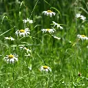 Leucanthemum-vulgare (Krzysztof Ziarnek, Kenraiz  CC BY-SA 4.0, id=148963727_kz06).webp