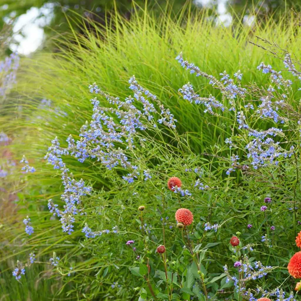 Salvia-uliginosa DSC05718 1x1.webp