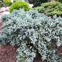 B8096 Juniperus Blue Star (AdobeStock_400758349).webp