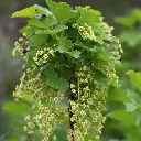 Banner blog vers fruit(hogeveen).BIO