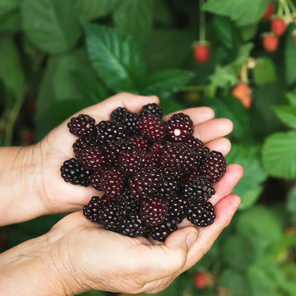 Rubus fruticosus Black Satin hand (pexels) BIO
