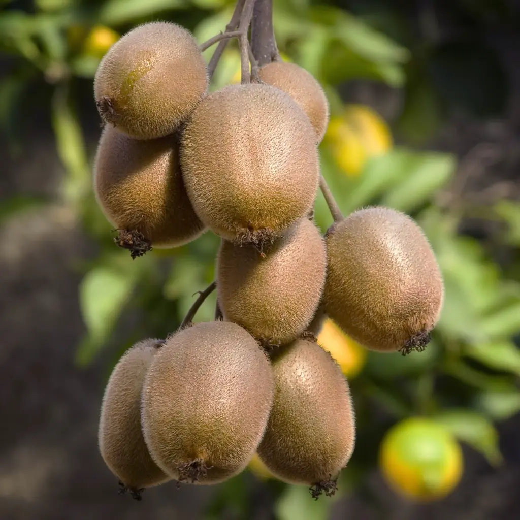 Actinidia delciosioa 'Jenny'_05(hogeveen) BIO