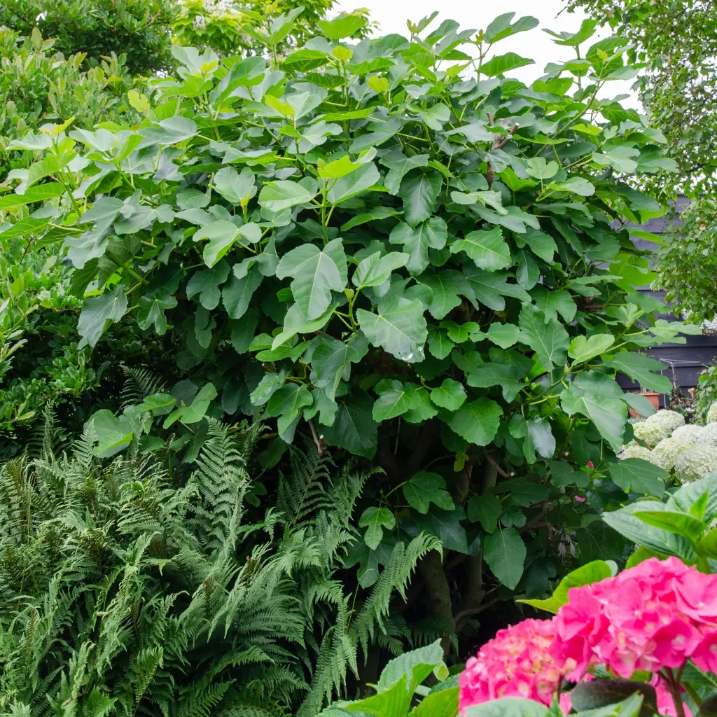 Ficus Gustissimo Perretta_dryopteris (hogeveen) BIO