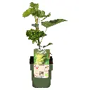 VIJOHANN13BIO-Vitis-Johanniter-Bio-vrucht met vrucht (hogeveen). BIO