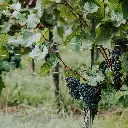 Vitis vinifera 'Boskoop blauwe druif-(unsplash).BIO