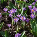 Crocus-Violet-River DSC02508.webp