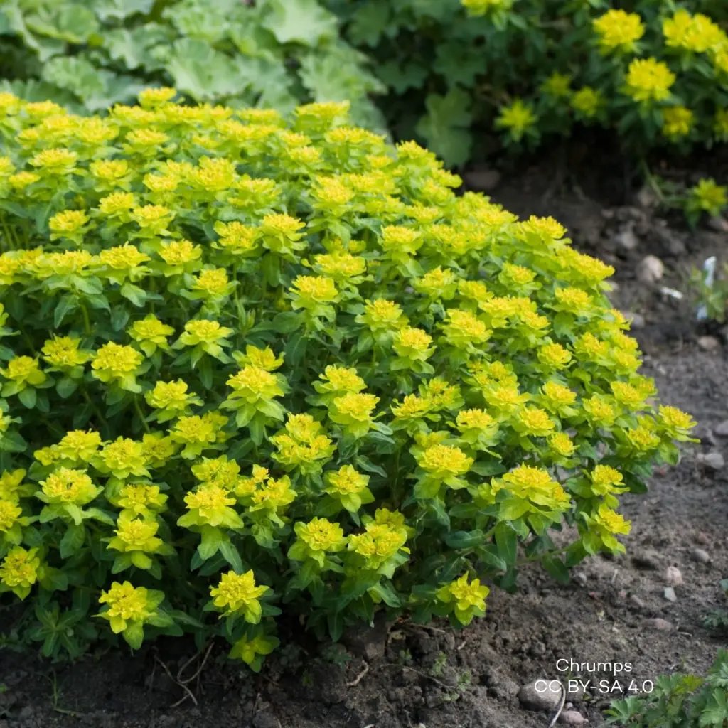 Euphorbia_epithymoides By Chrumps - Own work, CC BY-SA 4.0, id=6733079.webp