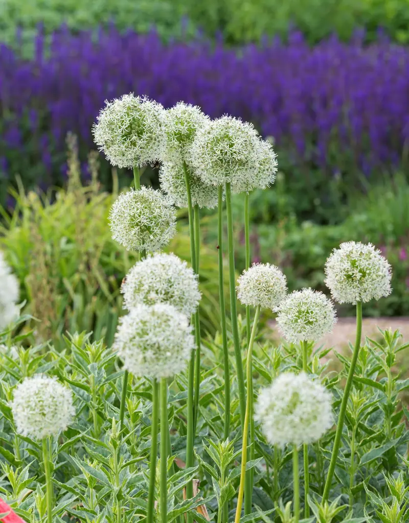 Allium Mount Everest - Zierlauch - BIO | Natural Bulbs DE
