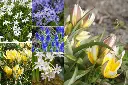 AM99018 kaartje verwilderingsmix (2026).webp