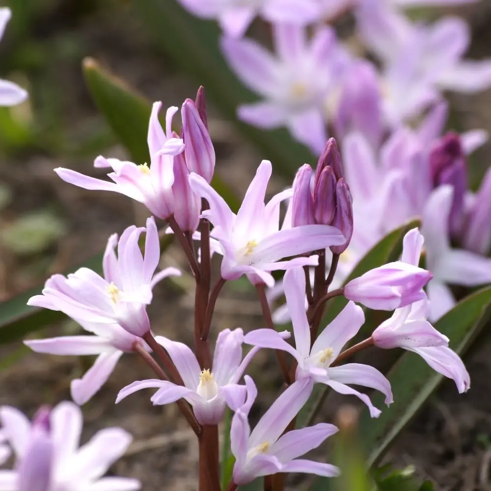 Chionodoxa-forbesii-Pink-Giant DSC07493 1x1.webp