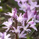 Chionodoxa-forbesii-Pink-Giant DSC07493 1x1.webp