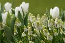 Muscari-agressi-DSC08044.webp