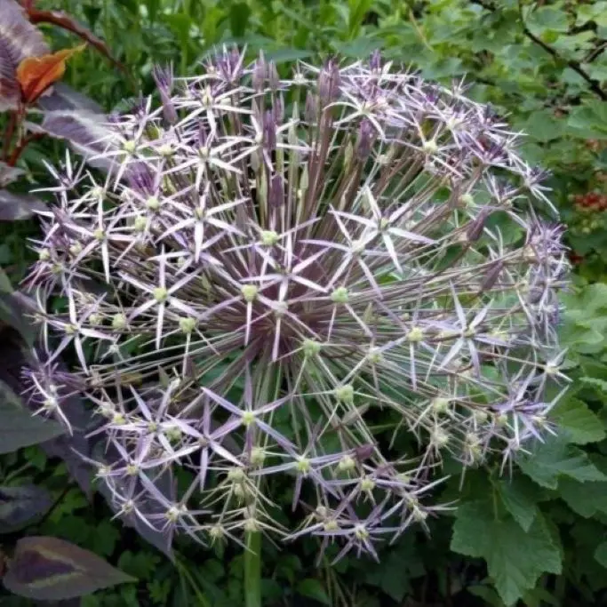 [A9007-3] Allium Christophii - BIO (3 bollen).webp