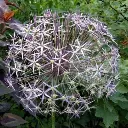 [A9007-3] Allium Christophii - BIO (3 bollen).webp
