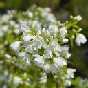 Philadelphus_Snowbelle2square.webp