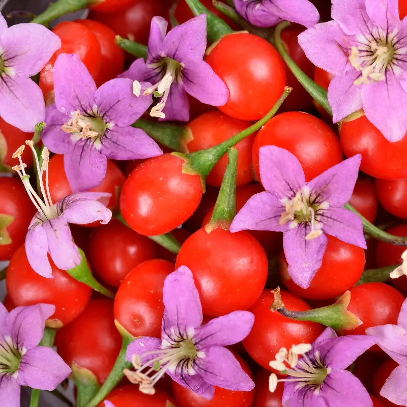 Gojibes_Bloem2_Canva.webp