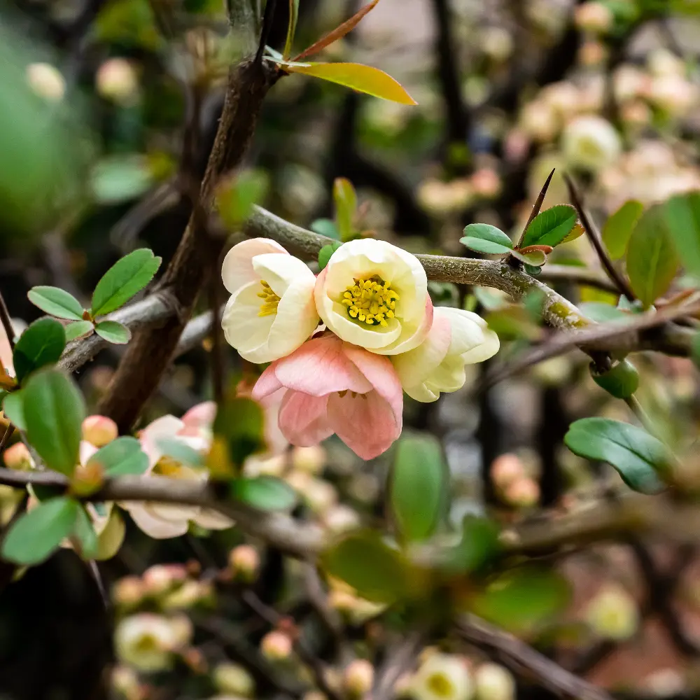 Chinese_Kwee_Bloem_Adobe.webp